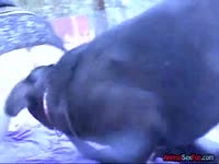 [ Pet Film ] Hot play with doggy in the snow
